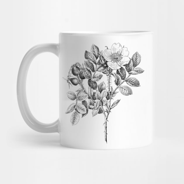 Wild Rose Flower by Biophilia